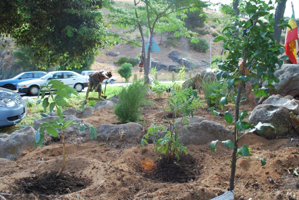 The herb garden