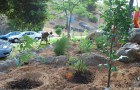 The herb garden