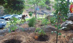 The herb garden