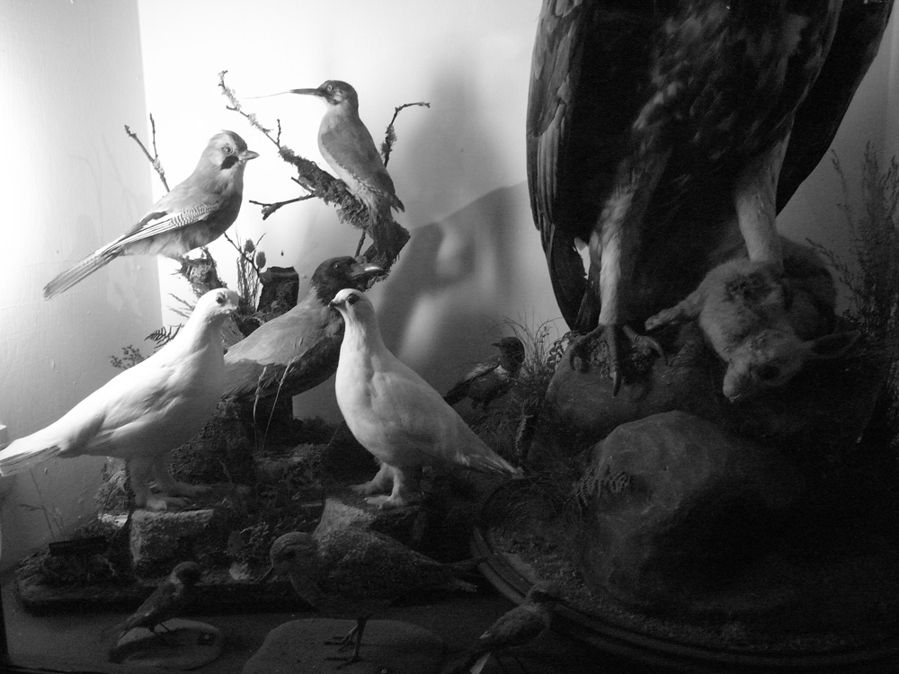 The taxidermy room at the Rossendale Museum