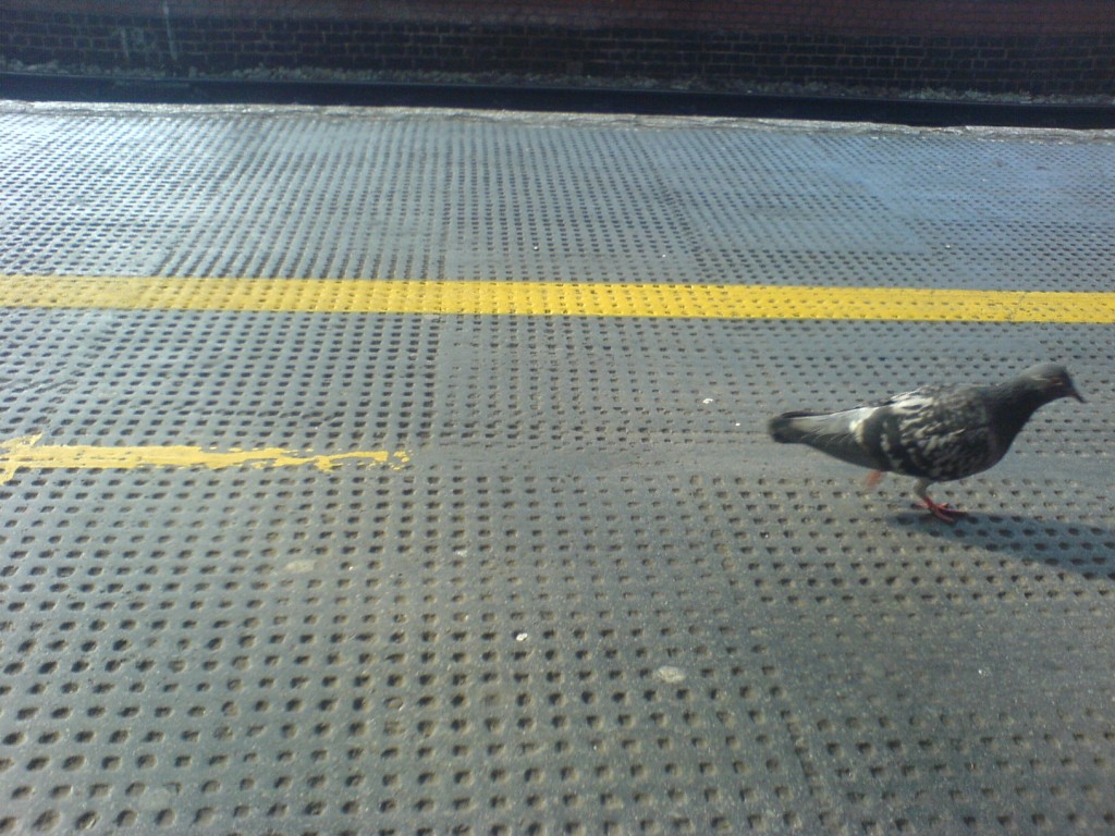 pigeon