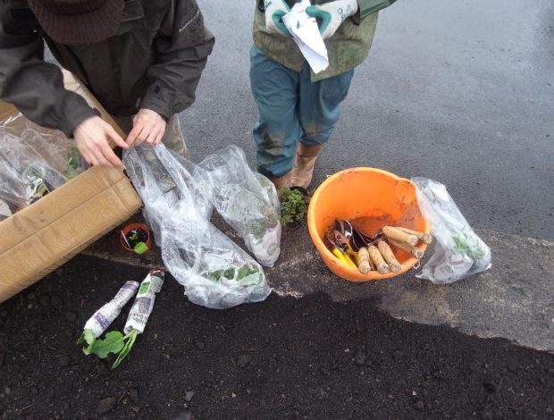 Planting the Rossendale medicinal herb garden