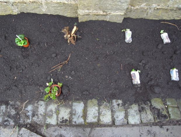 Planting the Rossendale medicinal herb garden