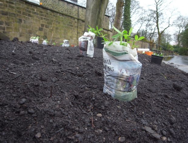 Planting the Rossendale medicinal herb garden