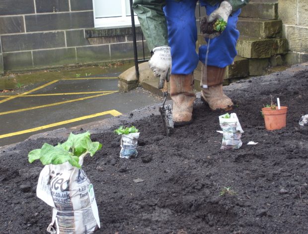 Planting the Rossendale medicinal herb garden