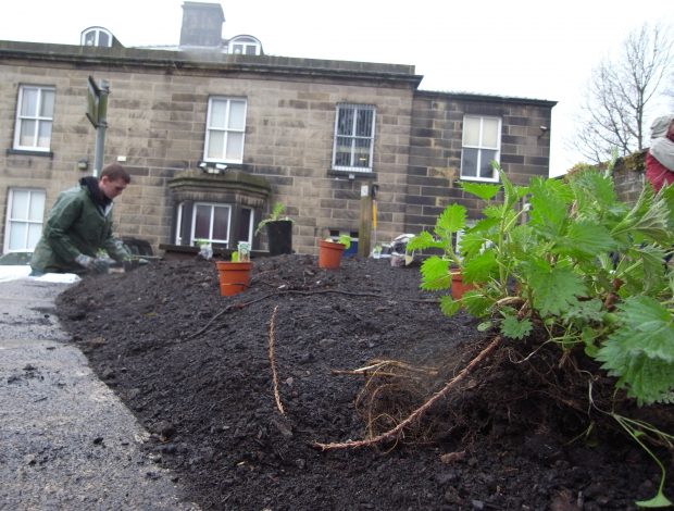 Planting the Rossendale medicinal herb garden